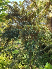 Chrysophyllum cainito