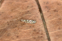 Linnavuoriana decempunctata