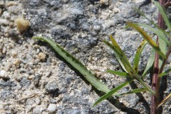 Achillea biserrata