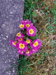 Primula vulgaris
