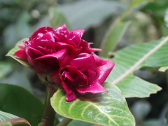 Palicourea chiriquiensis
