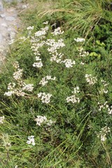 Achillea biserrata
