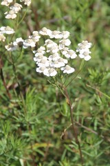 Achillea biserrata