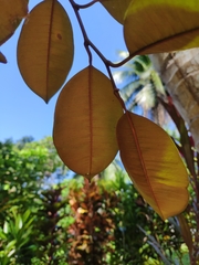 Chrysophyllum cainito