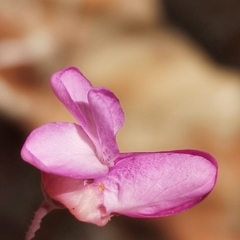 Cercis siliquastrum