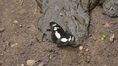 Pseudacraea lucretia