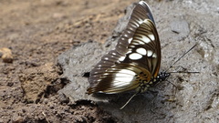 Pseudacraea lucretia