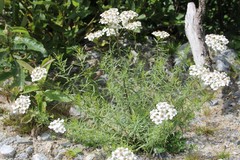 Achillea biserrata