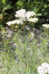 Achillea biserrata