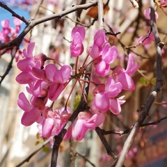 Cercis siliquastrum