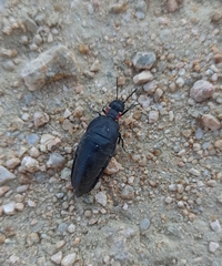 Physomeloe corallifer