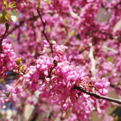 Cercis siliquastrum