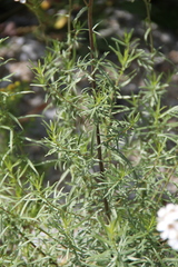 Achillea biserrata