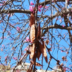 Cercis siliquastrum