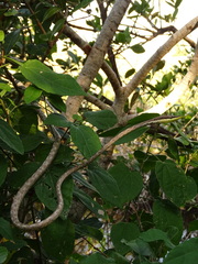 Gulf Coast Vine Snake photo 2