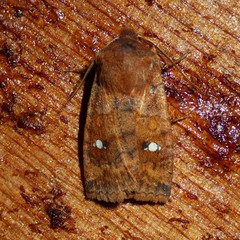 Eupsilia tristigmata