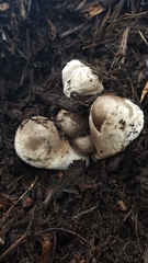 Volvariella volvacea