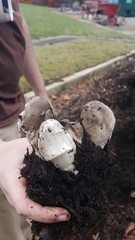 Volvariella volvacea