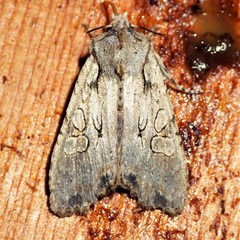 Lithophane disposita