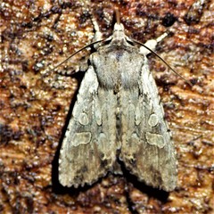 Lithophane disposita