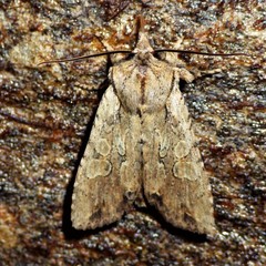 Lithophane disposita