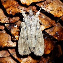 Lithophane disposita