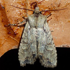 Lithophane disposita