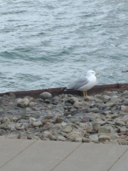 Larus delawarensis