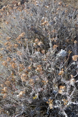 Senecio patagonicus