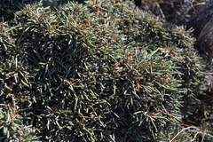Ephedra frustillata