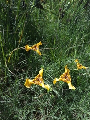 Cypella fucata