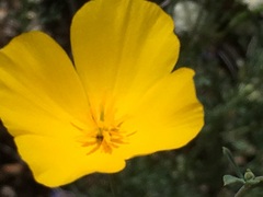 Eschscholzia androuxii