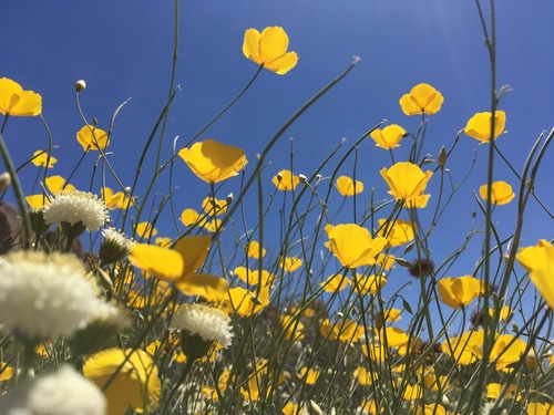 Image of Eschscholzia androuxii by (c) Ryan Donnelly, some rights reserved (CC BY)