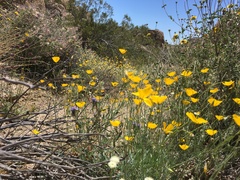 Eschscholzia androuxii