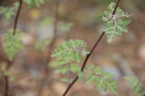 Tanacetum partheniifolium