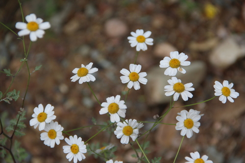 Tanacetum partheniifolium
