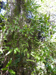 Lygodium articulatum