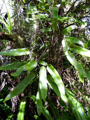 Lygodium articulatum