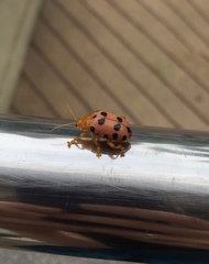 Podontia quatuordecimpunctata