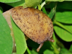 Sarasinula linguaeformis