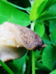 Sarasinula linguaeformis