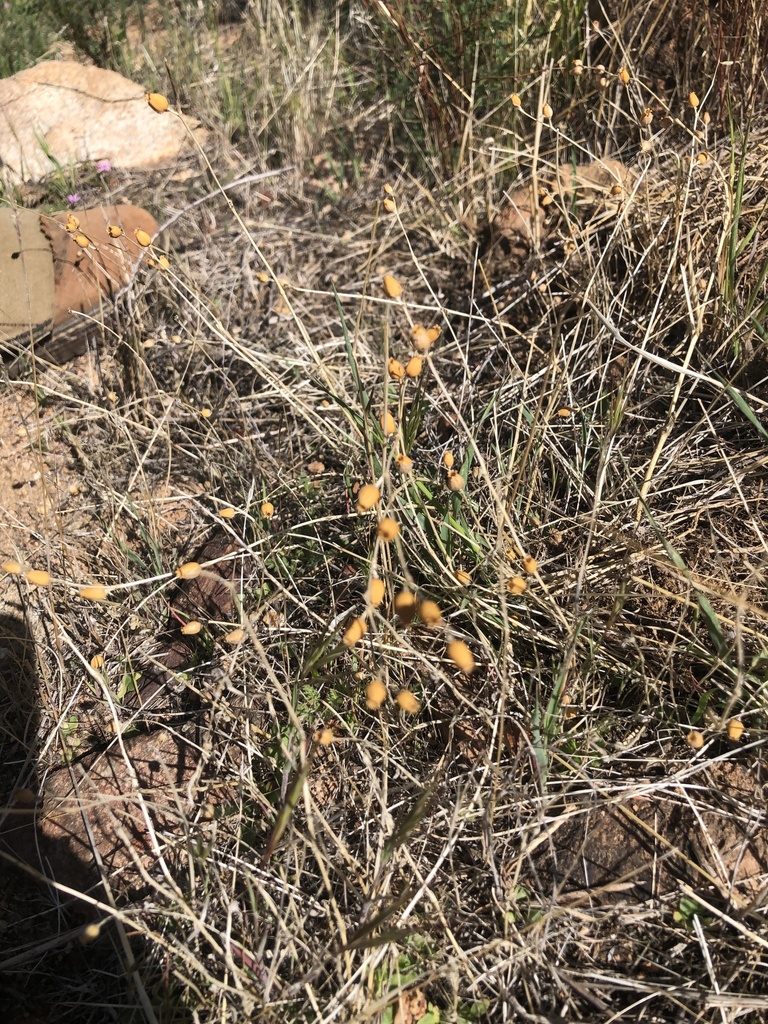 flowering plants from San Bernardino National Forest, San Bernardino ...