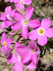 Leptosiphon latisectus