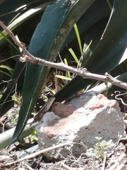 Sceloporus variabilis