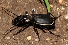 Anthia circumscripta