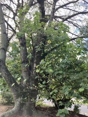 Dombeya wallichii