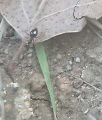 Prenolepis