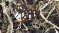 Tirumala formosa neumanni
