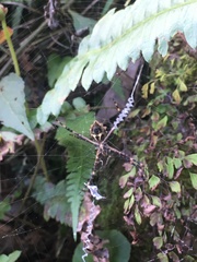 Argiope argentata