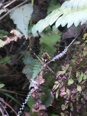 Argiope argentata